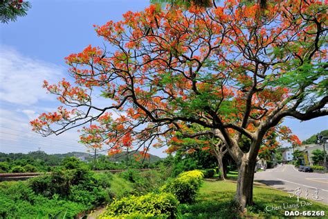 造橋鳳凰花